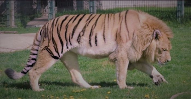 Réflichissons un peu: Je viens de parler de mâle et de femelle au-dessus du coup les individus d’une même espèce peuvent se reproduire! Encore insuffisant sinon Chevaux et Zèbres, chevaux et ânes, tigres et lions qui peuvent se reproduire ensemble seraient de la même espèce 5/25