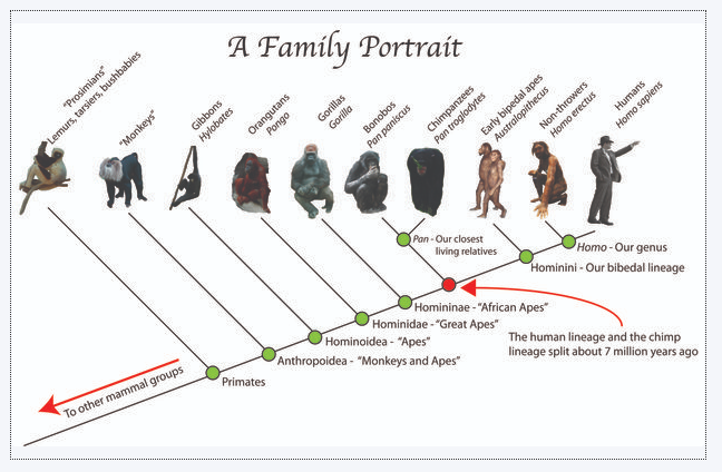 Ce regroupement permet en réalité de regrouper les êtres vivants qui ont un ancêtre commun. Ces boites symbolisent une parenté qui permet d’établir une sorte d’arbre généalogique qui donne les liens de cousinage entre différentes boites. Pour les primates ça donne ça 17/25
