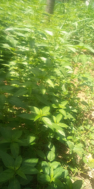 ProtechEcoGreen's tweet photo. We are also promoting the growing of #indigenous and locally available vegetables such as #mrenda (Jute Mallow) 
Help us achieve or target of having more farmers on board. https://t.co/0L8p7TqfmO