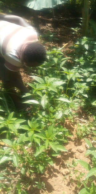 ProtechEcoGreen's tweet photo. We are also promoting the growing of #indigenous and locally available vegetables such as #mrenda (Jute Mallow) 
Help us achieve or target of having more farmers on board. https://t.co/0L8p7TqfmO