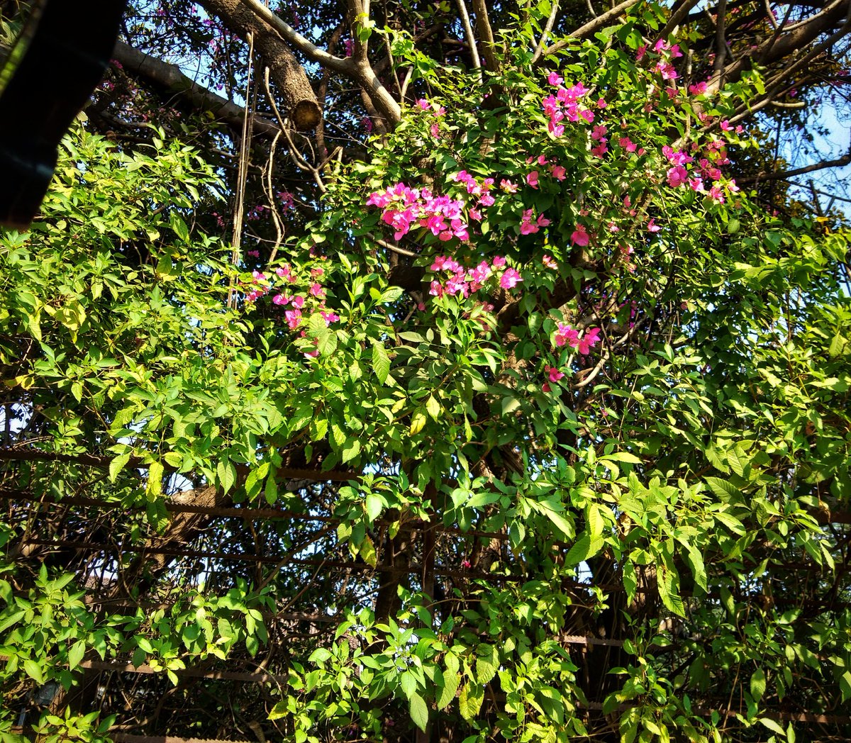 TheRohitJagtap's tweet photo. COLOURFUL NATURE
/ The street flower plant tree looking attractive with pink flowers.
(Created with snapseed)
#Punecamera #yourshotphotographer
#createexplore #marvelshots #beautifuldestinations #awesomeearth #discoverearth #natgeotravel #globalcapture #earthcapture https://t.co/MEEyrFLr4U