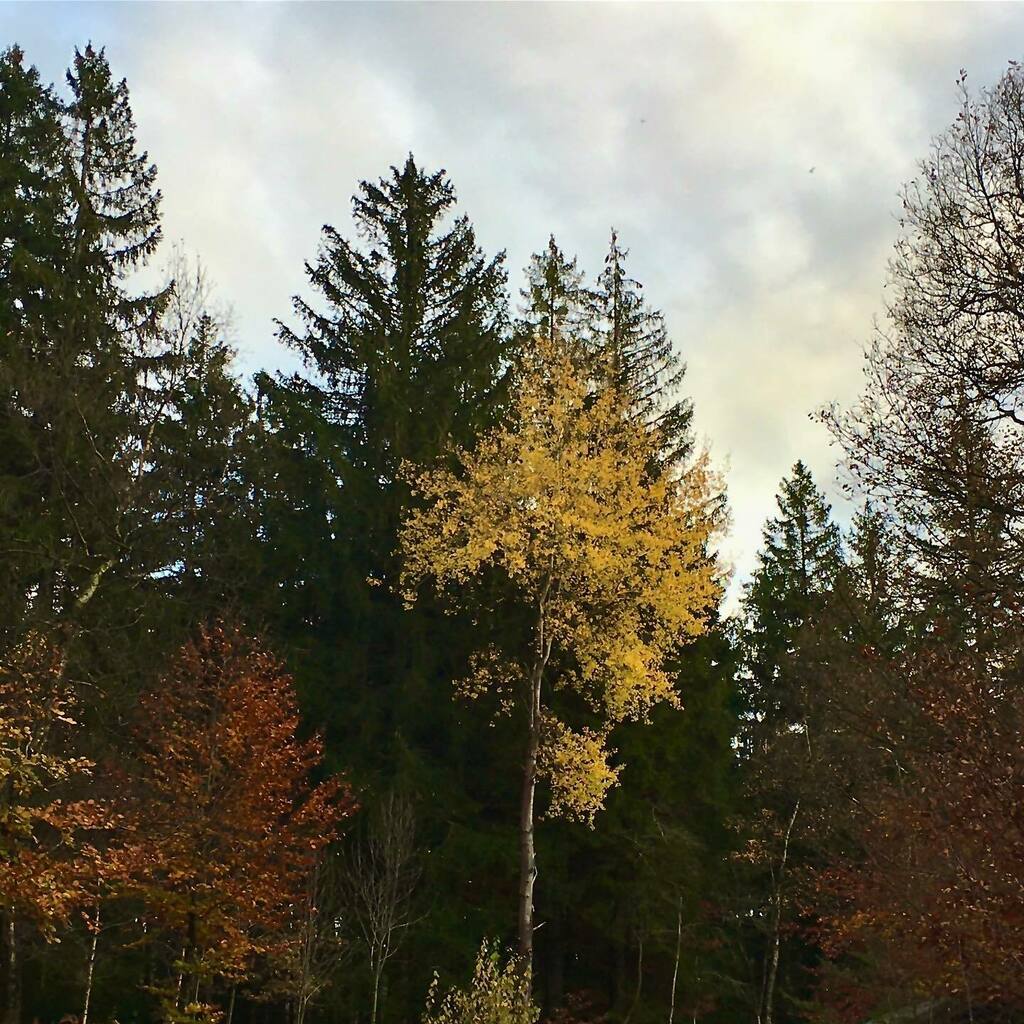 roaming_poetry's tweet photo. What can beat the colours of autumn? 🍂
#photography #naturephotography #eifelexplorers #autumnvibes🍁 #fall #forest #treesofinstagram #roetgen #shotoniphone https://t.co/5F6jOm6GwN https://t.co/YyVmVpkxxw