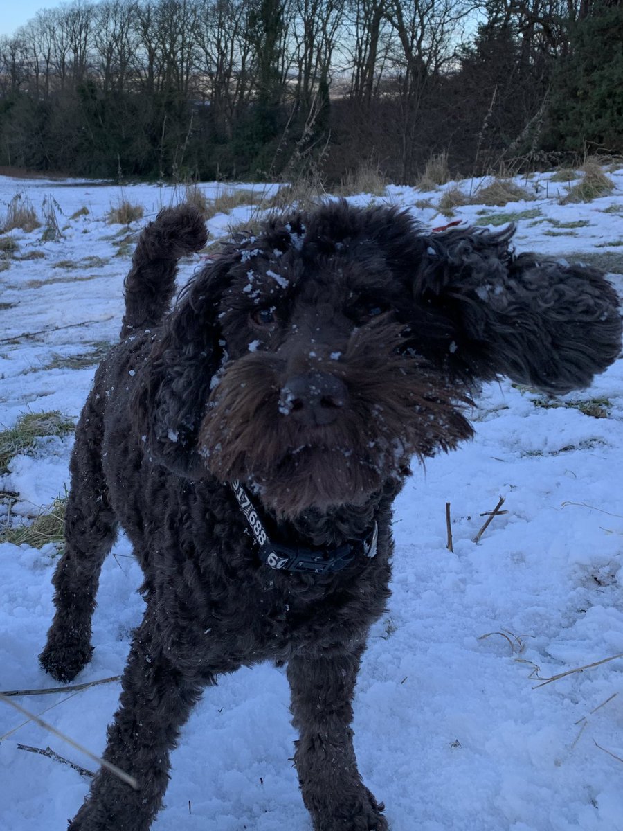 DogsPutting's tweet photo. #twitoftheday #love #puttingdogsfirst #pdf https://t.co/hqKDJb6C2I