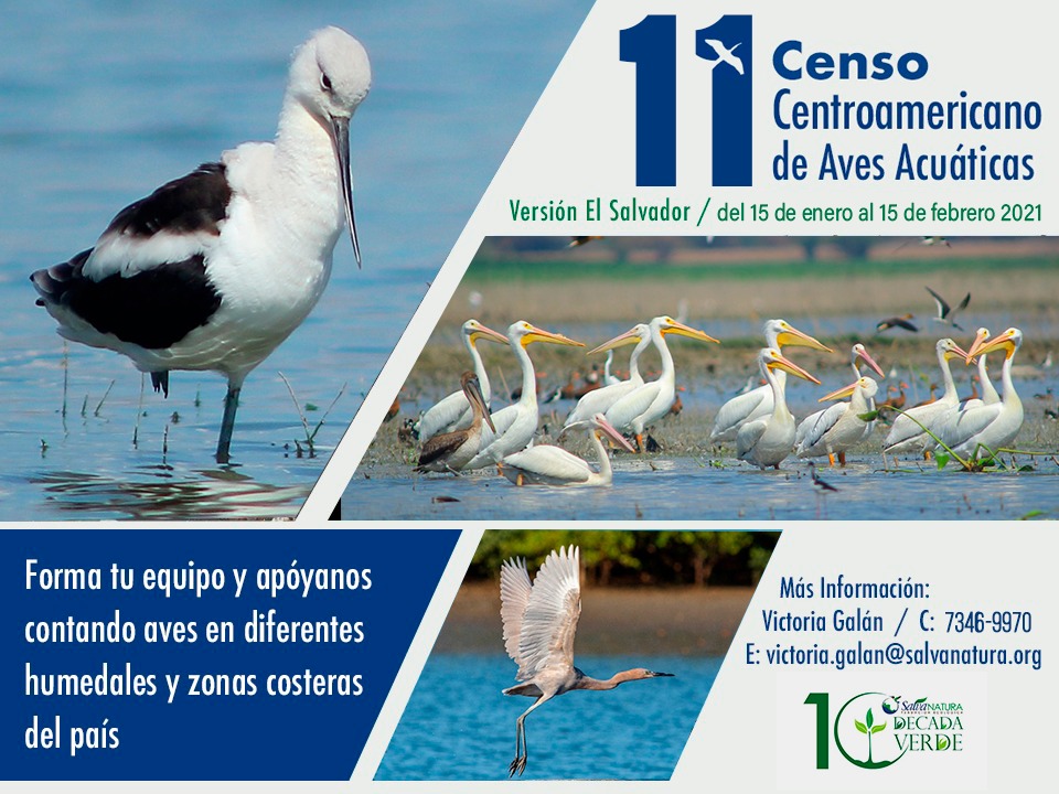 . <a href="/SalvaNATURA/">SalvaNATURA</a> invita a participar en el 11° Censo Centro Americano de Aves Acuáticas.
Forma tu equipo y apóyanos contando aves en diferentes humedales y zonas costeras del país.
Fotografías de post son  cortesía de Walter Lara  y Gerson Rodríguez.
#DécadaVerde