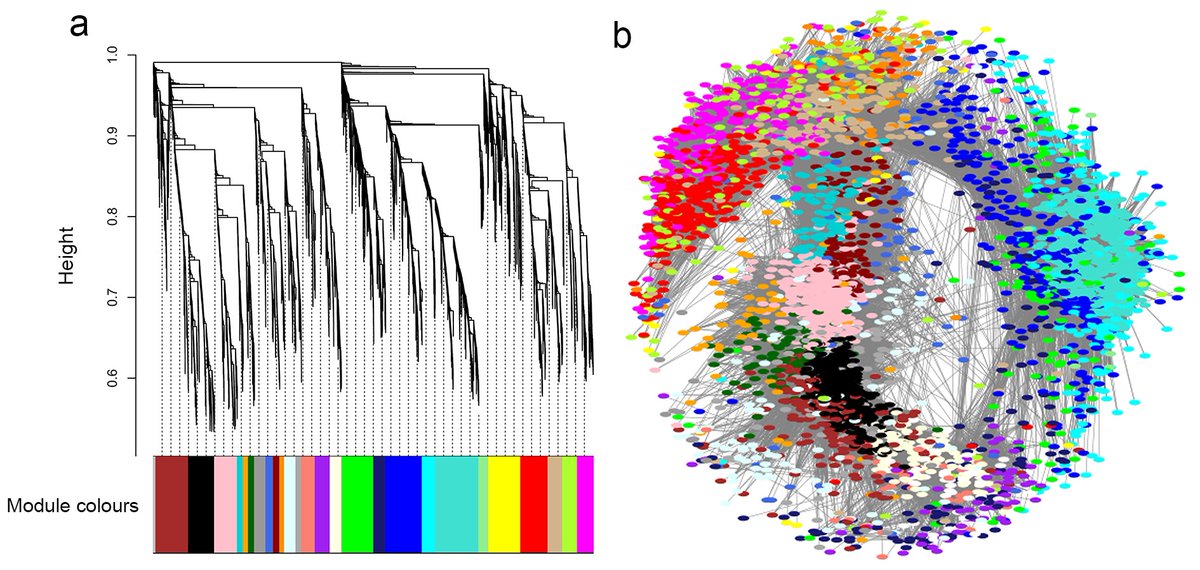 Kennedy Mwangi (@wanjauk1) on Twitter photo My first first-author paper "Gene co-expression network analysis of Trypanosoma brucei in tsetse fly vector" finally published: rdcu.be/cd4BM
Co-authored w/ Dr. <a href="/luckrosa1/">Rosaline Macharia</a> and Dr. Joel Bargul
Code: github.com/wanjauk/tbruce… My first first-author paper "Gene co-expression network analysis of Trypanosoma brucei in tsetse fly vector" finally published: rdcu.be/cd4BM
Co-authored w/ Dr. <a href="/luckrosa1/">Rosaline Macharia</a> and Dr. Joel Bargul
Code: github.com/wanjauk/tbruce…