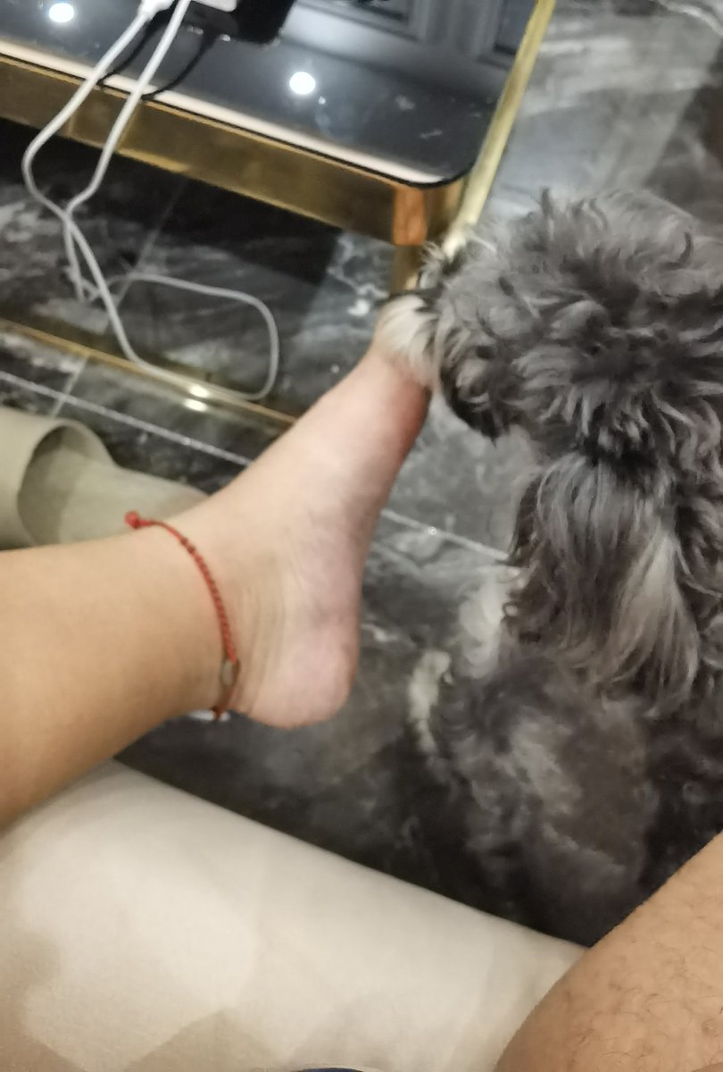 是个爱舔脚丫的小怪狗🐶