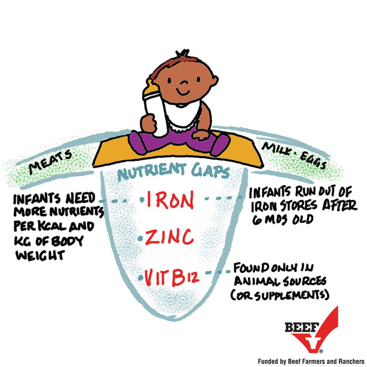 BeefLovingRD's tweet photo. Experts agree that breastfed #infants need a food source of iron &amp; zinc by 6 months of age because needs cannot be met by breastmilk alone. Introducing pureed #beef as a complementary food is a great option! https://t.co/AwKmaeVZdg