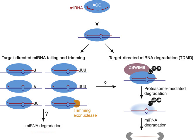 RNA Therapeutics Institute (@rti_umasschan) on Twitter photo Hot off the press from <a href="/zamore_lab/">ZamoreLabUMass</a> <a href="/peihsuanwu1/">Pei-Hsuan (Xuan) Wu</a>: To Degrade a #MicroRNA, Destroy its Argonaute Protein <a href="/MolecularCell/">Molecular Cell</a> : authors.elsevier.com/a/1cSAa3vVUPDg… Hot off the press from <a href="/zamore_lab/">ZamoreLabUMass</a> <a href="/peihsuanwu1/">Pei-Hsuan (Xuan) Wu</a>: To Degrade a #MicroRNA, Destroy its Argonaute Protein <a href="/MolecularCell/">Molecular Cell</a> : authors.elsevier.com/a/1cSAa3vVUPDg…