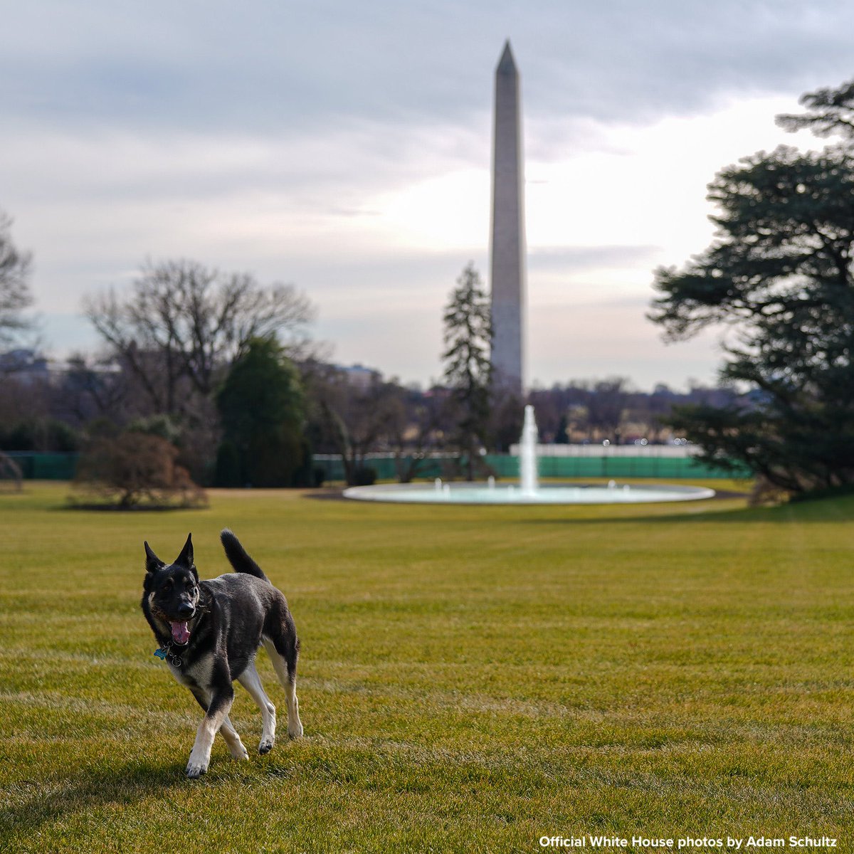 KMazurNews's tweet image. Welcome home Champ and Major! Major is the first-ever rescue dog to live in the White House 🐾🐾🐾

#firstdogs #rescuedog