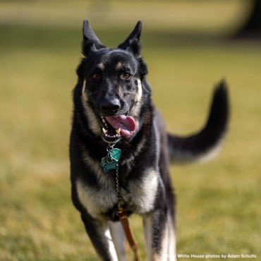 KMazurNews's tweet image. Welcome home Champ and Major! Major is the first-ever rescue dog to live in the White House 🐾🐾🐾

#firstdogs #rescuedog