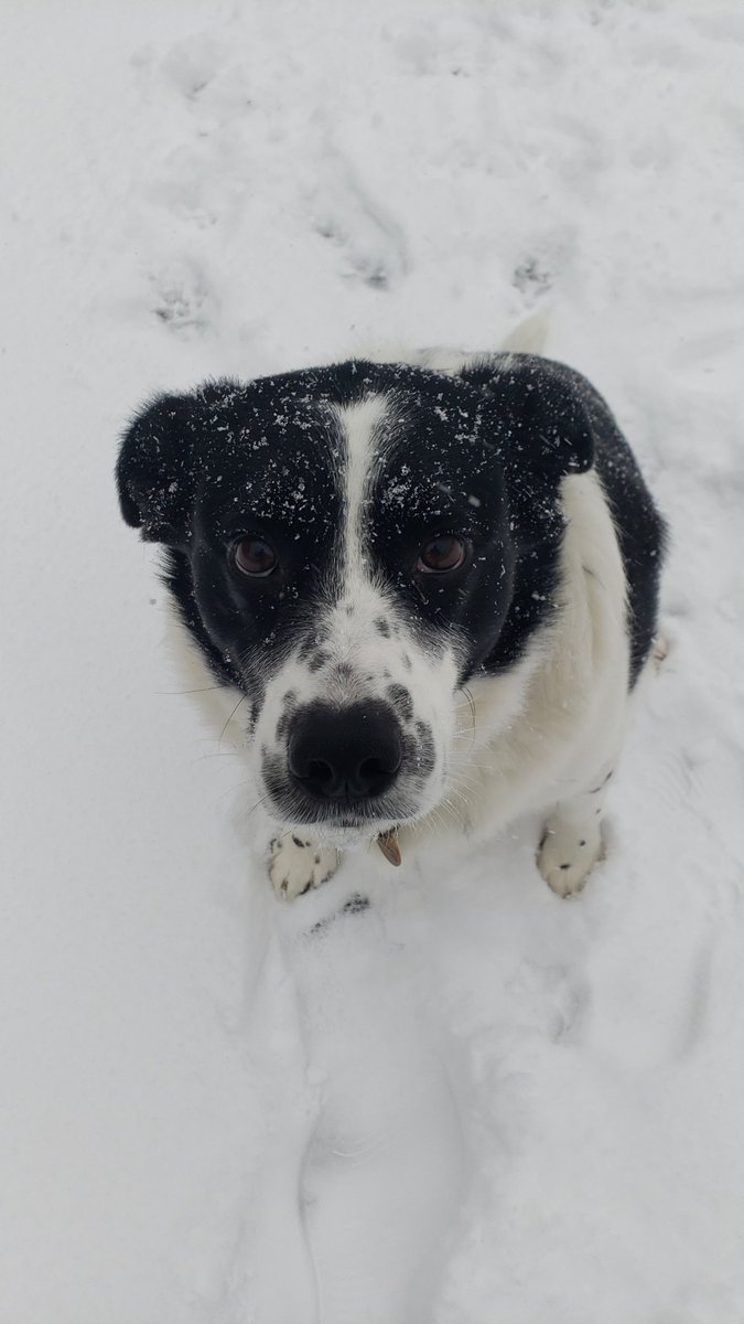 PhysEd_Warrior's tweet photo. Harley says, "Hope you're enjoying your snow day but remember to get moving sometime today!" #stayactive #snowdoggo https://t.co/TpFkQGWoIP