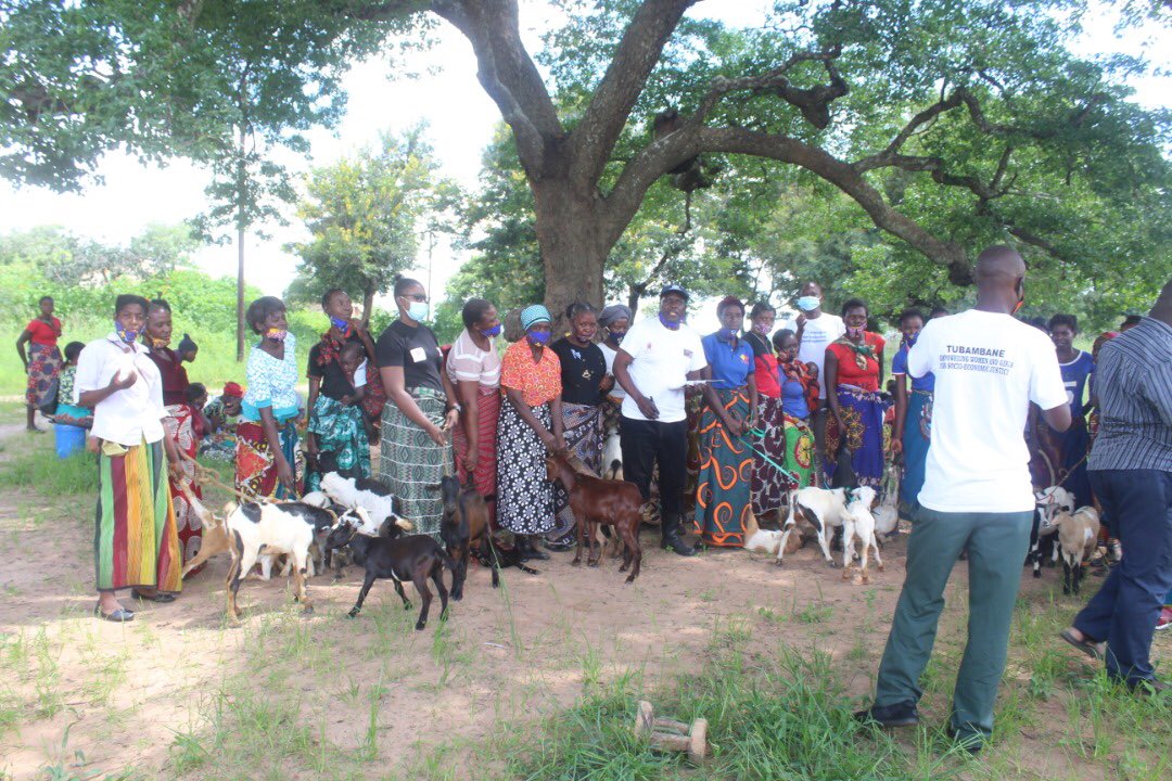 nonomalambo's tweet photo. Distributing of goats to survivors of GBV in Munyenze. Tubambane project with the aim of eradicating GBV in Monze through prevention and impact mitigation. https://t.co/D3Vm1qksE6