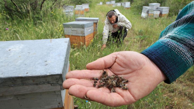 #Pesticides Killing Bees: Study Shows What 'Everybody's Suspected': rollingstone.com/politics/news/…  #GMO