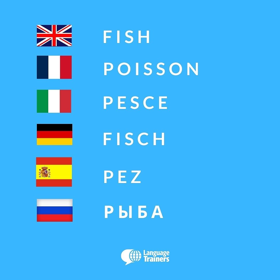 langtrainersBR's tweet photo. Peixe 🐠 https://t.co/oE5zlRP1R5