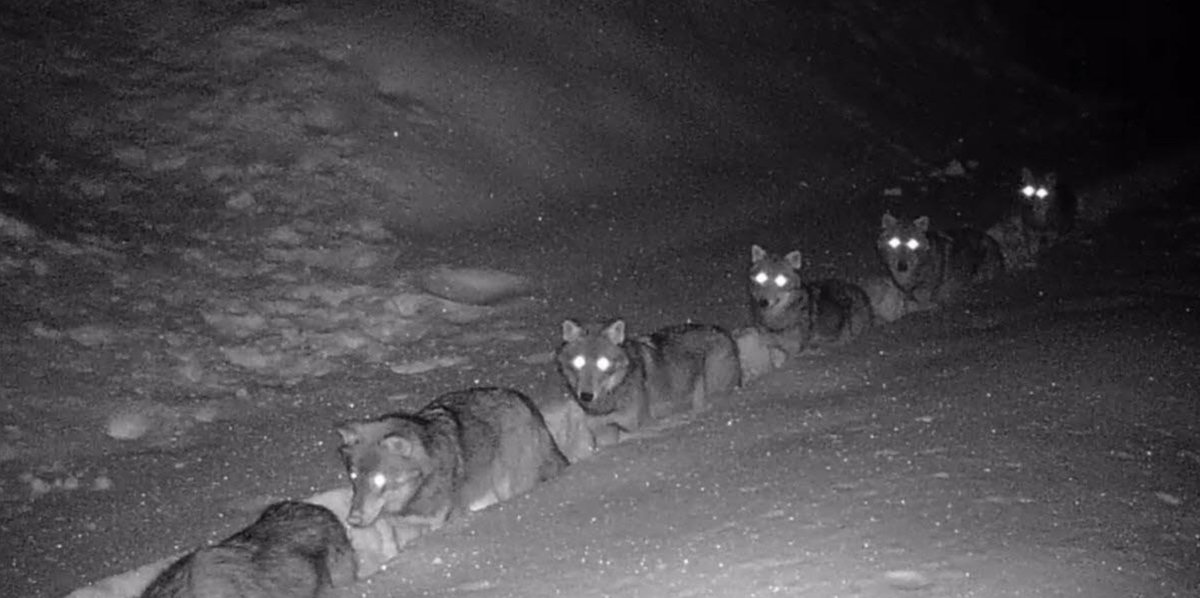 nywolforg tweet picture