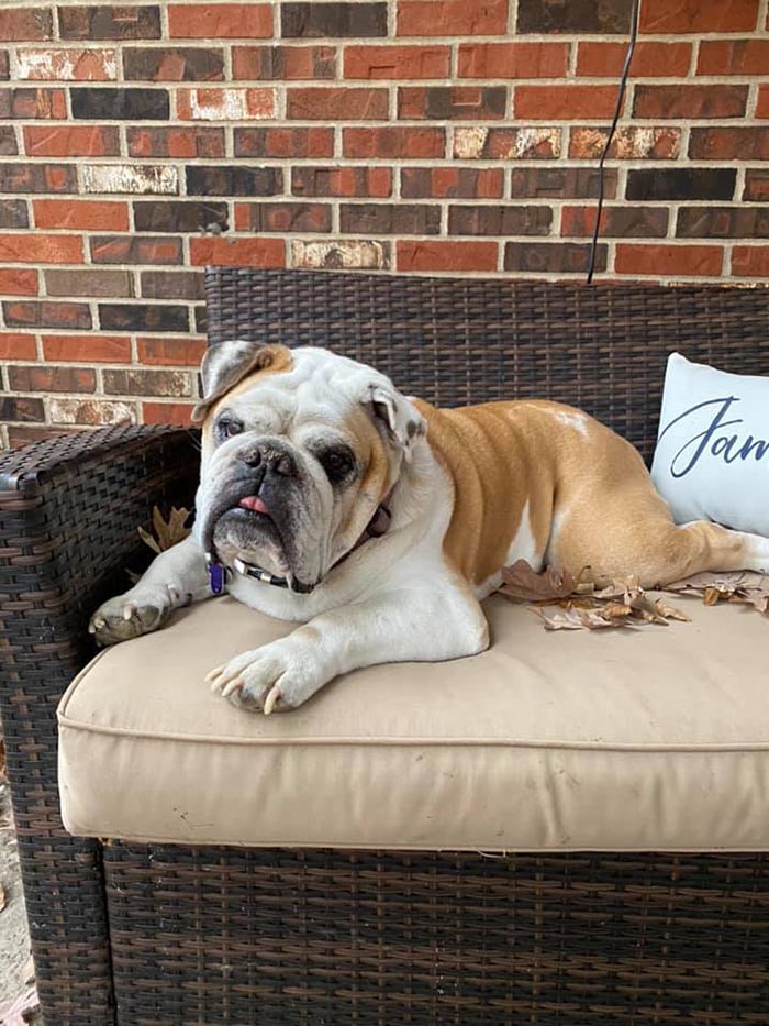 Remembering Our Rocky (Col. Rock III)

It is with great sadness that we share the loss of our beloved retired mascot, Col. Rock III. Rocky passed away peacefully on Jan. 25, 2021. Rocky charmed people with his winning personality, tricks and Bulldog smile.
bit.ly/RememberingRoc…