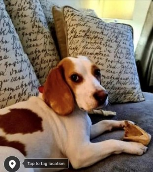 millypod1's tweet photo. 🆘19 JAN 2021. STAR #STOLEN #ScanMe @gmpolice
YOUNG White & Tan Beagle Female
#Littleborough area nr #Rochdale #GreaterManchester #OL15 SIGHTINGS PLZ☎️07879697413/ 07803310234
https://t.co/9NDyALPqnD https://t.co/hbU40TMDfl