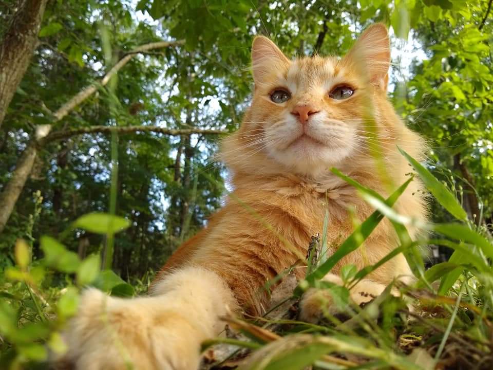 Andy passed away something during the night, early morning. I had no indication he was sick, no sign of foul play. He was rescued as a kitten that sat beside me at a gas station about three years ago.

Rest in peace buddy, you will be missed.