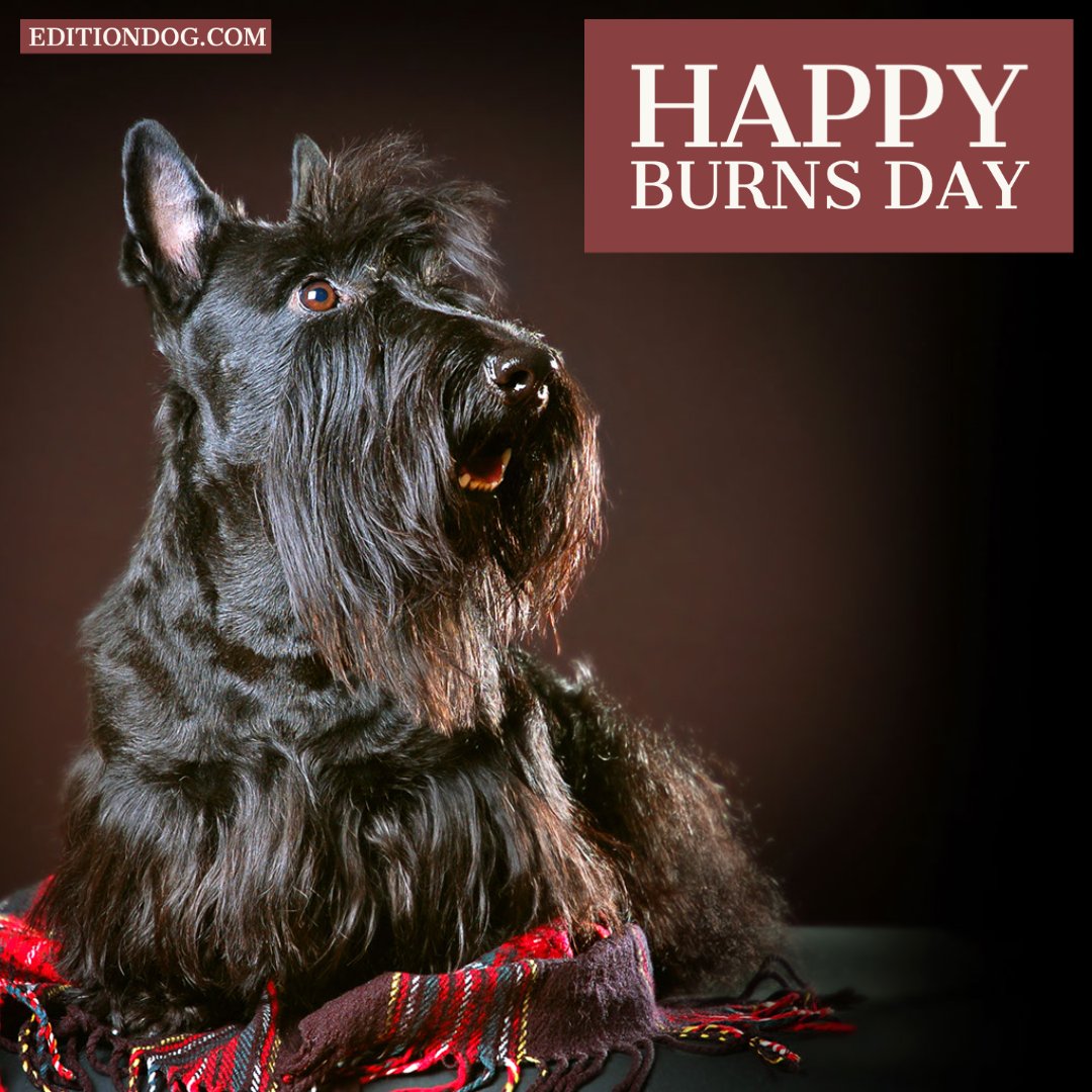 Happy Burns Day from us all at Edition Dog. 

editiondog.com

#RobertBurnsDay #DogsOfTwitter #DogsOnTwitter