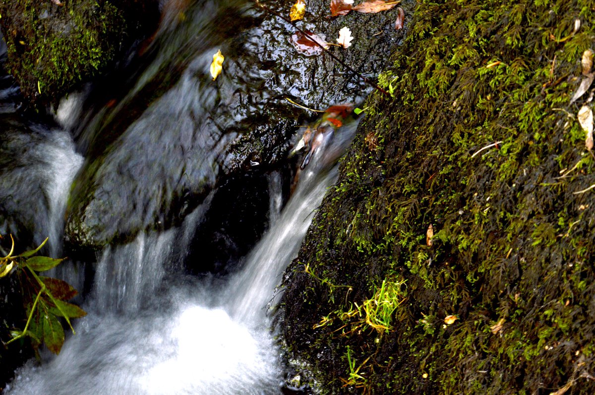 OliverWinstone2's tweet photo. From Wales about a year and a half ago, had a tiny stream going through the garden, used a slow shutter speed to create the milky/white water.
#outdoors #adventure https://t.co/39iTkXtAyM