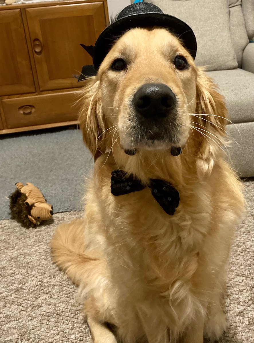 lucyj_95's tweet photo. @brumhippodrome @CarverAdam Dusty ready for week 3. Loves a sparkly hat and bow tie. https://t.co/9uND9DWfqL