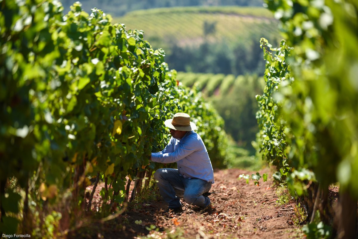 prochile_ca's tweet photo. Chilean wine 🇨🇱 🍷 is world-renowned for its quality & #sustainability. Chile's commitment to #sustainablepractices is one of the pillars of the #wineindustry and aids the celebration of the 10th anniversary of Chile's #SustainabilityCode. Learn more: https://t.co/z5GjSq9GIt https://t.co/GFw2Vp0OS7