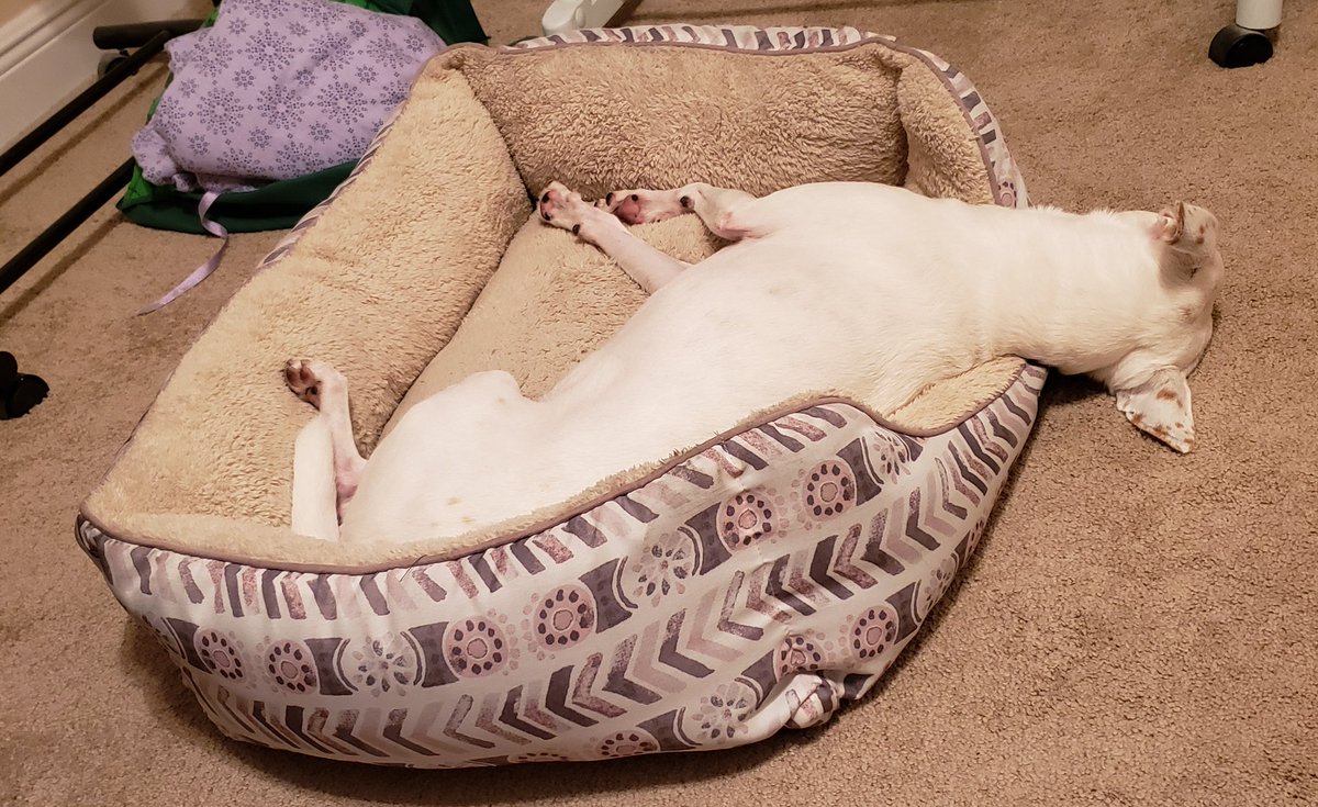 brianne1017's tweet photo. #ApparentlyThisIsComfortable #HelloMyNameIsLuna ππ https://t.co/tL24qSJUg6