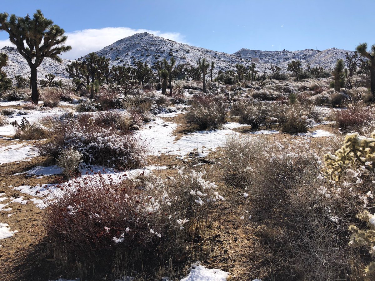 I never tire of the desert, but I especially never tire of SNOW in the desert! 🌵🏜❄️