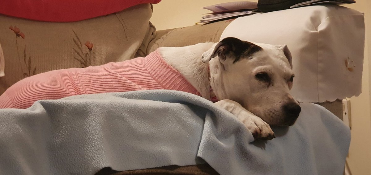 Penny_theDog1's tweet photo. Can't believe it. Human be waking me up for morning #walkies in the dark and the cold. #unimpressed #tiredpup #WoeIsMe #nothanks #StayingIn #sleepygirl #MondayBlues #dogsoftwitter #dogslife #dogs #TheStruggleIsReal #TLCrequired #NeedSnuggles #WhereDidTheSunGo #RollOnSummer https://t.co/G6ZZdcksrI
