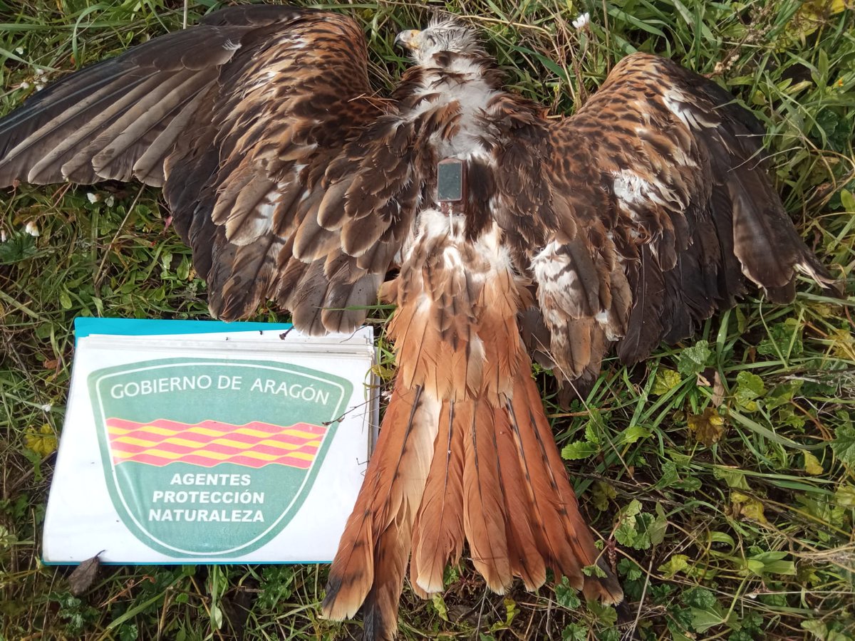 Gracias al aviso de <a href="/vogelwarte_ch/">vogelwarte.ch</a>, los #AgentesProtecciónNaturaleza #APN del <a href="/GobAragon/">Gobierno de Aragón</a> localizamos y levantamos el cadáver de este #MilanoReal en un parque eólico en Almudévar, Hu. 
Fue marcado con emisor GPS en Suiza.
Lo trasladamos al #CRFS <a href="/espacioalfranca/">La Alfranca</a> para su necropsia