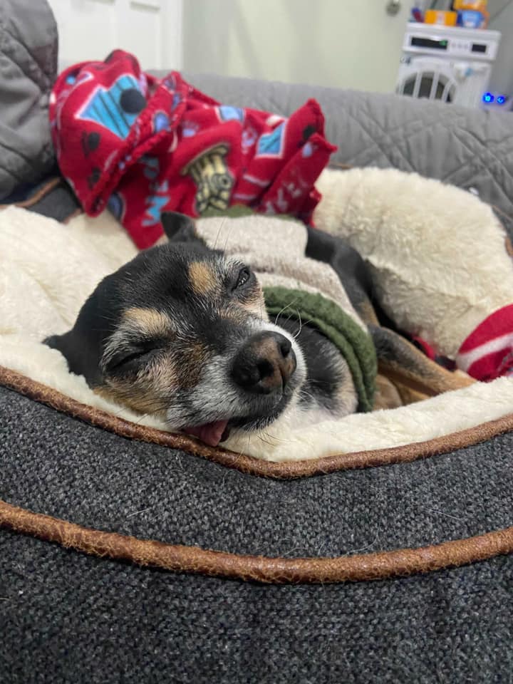 Happy #MuttMonday and early #TongueOutTuesday from Cosmo!❤️

Hope all of our Twitter friends &amp; followers have a wonderful week.

#Chihuahua mix Cosmo is waiting patiently to meet his new forever family! He's located at our adoption center in Woodstock, IL
adoptaseniorpet.com/dogs/cosmo