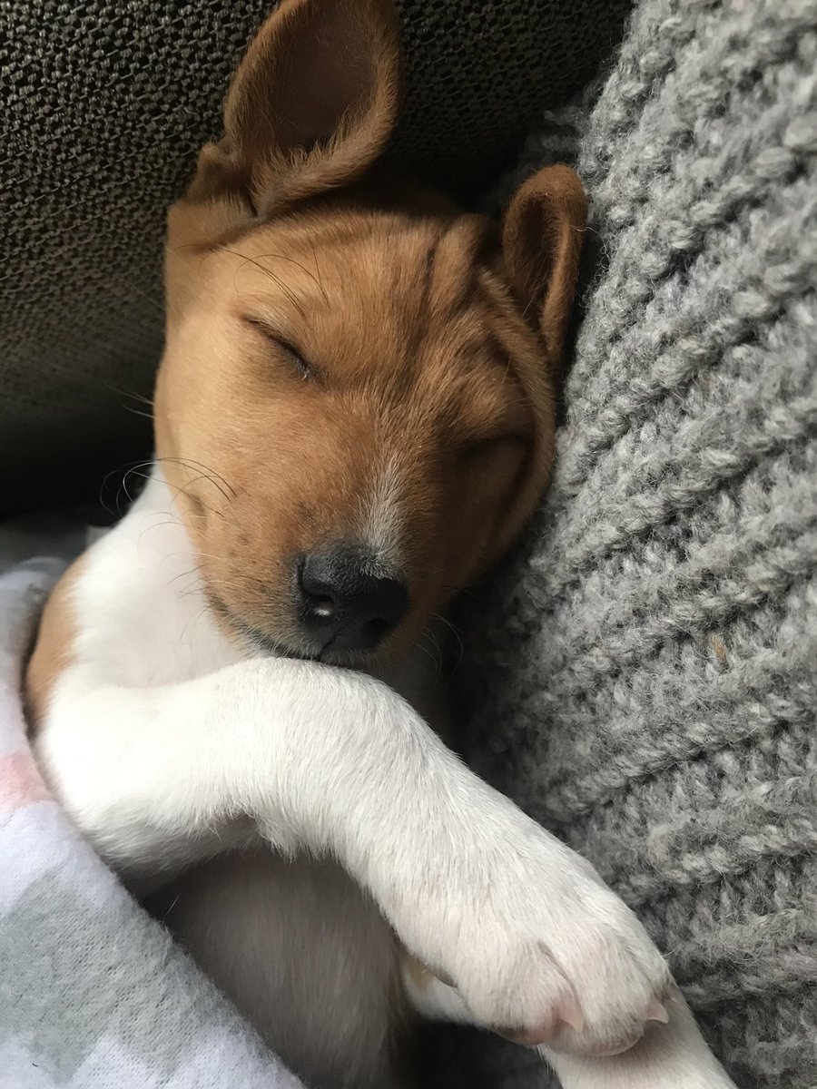 shawnjump's tweet image. UPDATE: Flicka is still the cutest pup in the world!  #prouddaddy #iconarmy #flickaforhire