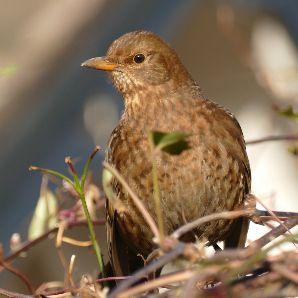 This was mainly an urban photo-safari, but to finish I'll add my favourite nature pics of the day. Thanks for watching. Please share if you enjoyed :)19/19