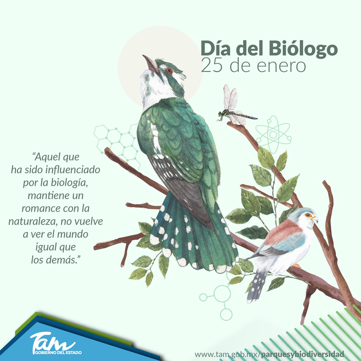 Hoy celebramos el #DiaDelBiologo.🌿 En la Comisión de Parques y Biodiversidad nos sentimos orgullosos de poder contar con ellos para aprender y así conservar la #biodiversidad tamaulipeca. 🧬🐾