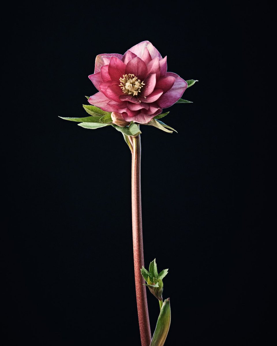 boudewijnboer's tweet photo. @Lightroom Fav of this year taken with @FujifilmEU https://t.co/sVExbo0QD1
