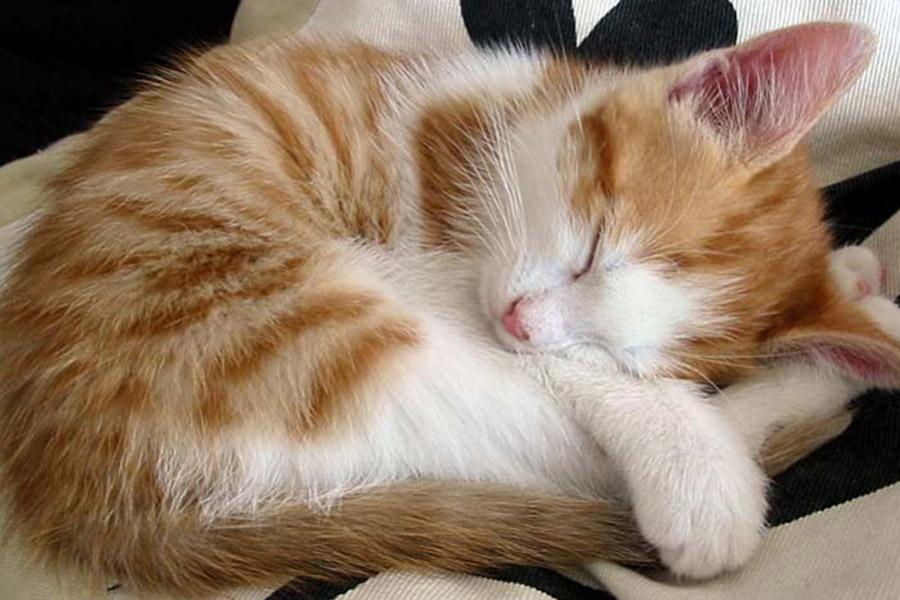 Limey417's tweet photo. @lazurit_plus Good night, Olga.  Sweet Dreams 😍 https://t.co/SGwWAHD0qL