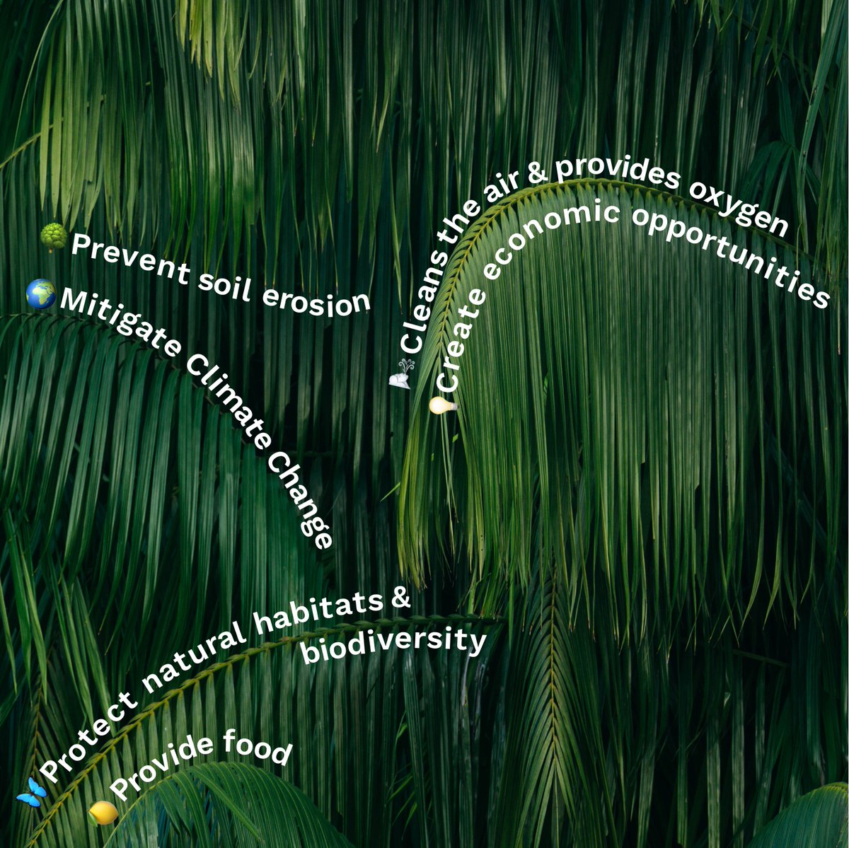 treeapp's tweet photo. 'Why plant trees?' - still one of the most asked questions to this date🤔
💡Simple! Here are 6️⃣ main benefits trees can bring (and there are countless more!)!
A tree can do so much - and you can plant that tree, just one-click away🌱⁠
#Treeapp #PlantPower #Reforestation #ActNow https://t.co/2Ya0caBs6x