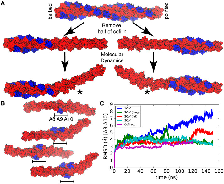 jbiolchem's tweet photo. Paper in press: "Structural basis of fast- and slow-severing actin–cofilactin boundaries" – #Actin #Cofilin #Severing #MolecularDynamics #ComputerModeling
https://t.co/TfzcEugTTT
@nyuniversity @Yale @YaleMBB https://t.co/nFm67vnfcx