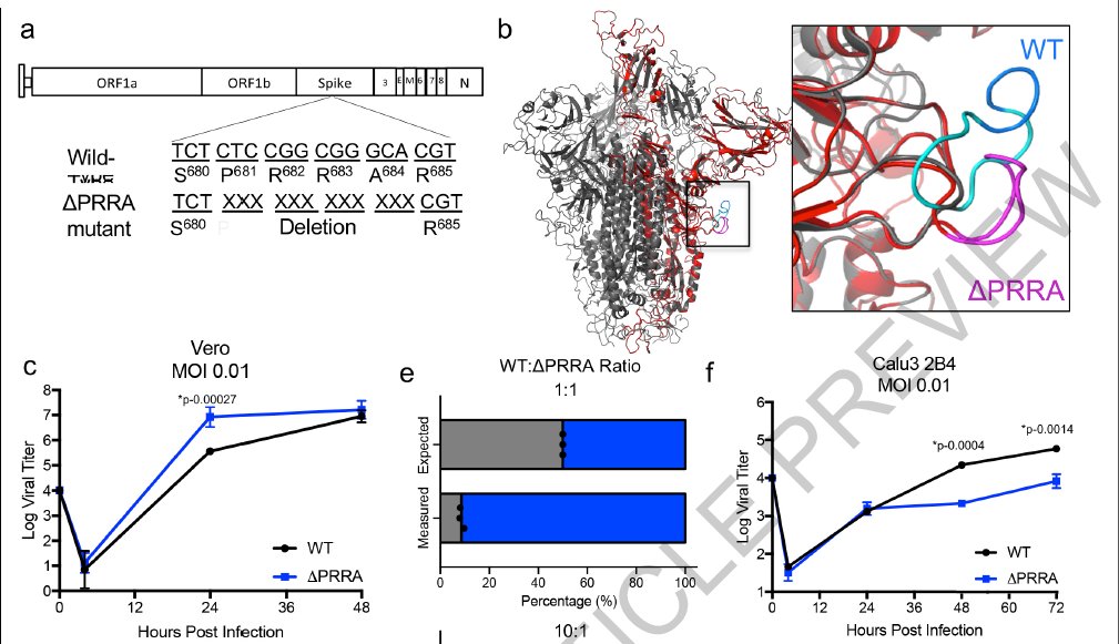 mmw_lmw's tweet photo. Loss of furin cleavage site attenuates #SARSCoV2_Pathogenesis | Vineet Menachery @utmbhealth @nature https://t.co/7MpecPQOf3 https://t.co/A5FpjiUvm2