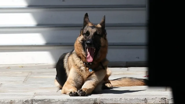 First dogs Major and Champ arrive at White House https://t.co/IkLauKWapN https://t.co/UfhMFRPYXS