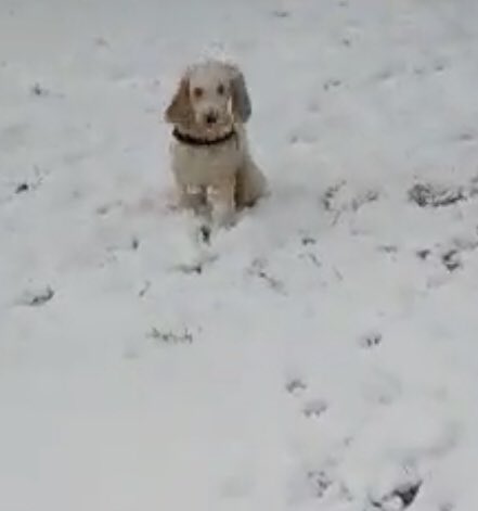 McSparkleFace's tweet photo. @JacksonFunerals Snap! Mine’s a screenshot from a video so a bit pap. My brother got trigger happy with the shaver before Christmas. All his puffy fluff growing back https://t.co/vxtNz3aUuF