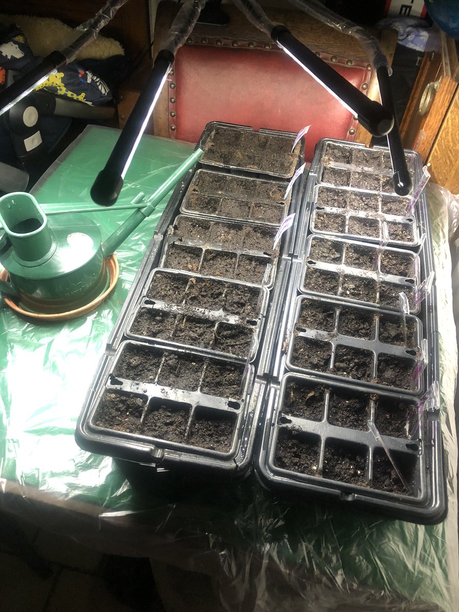 Experimenting with my birthday gift #growlight 🤞for some germination soon.