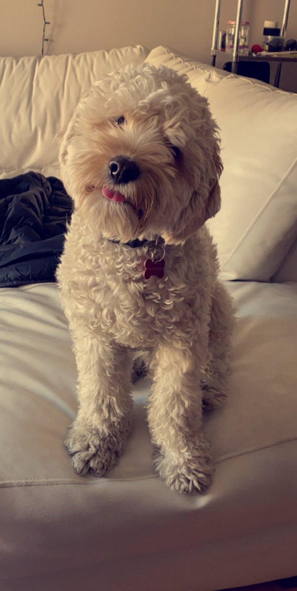 Day 5! This little guy brings a lot of happiness to my life. It is a lot of work but Henry is a fun pup to have around and keep me busy. He also brings smiles to others’ faces which makes it even better!  #MentalHealthMatters