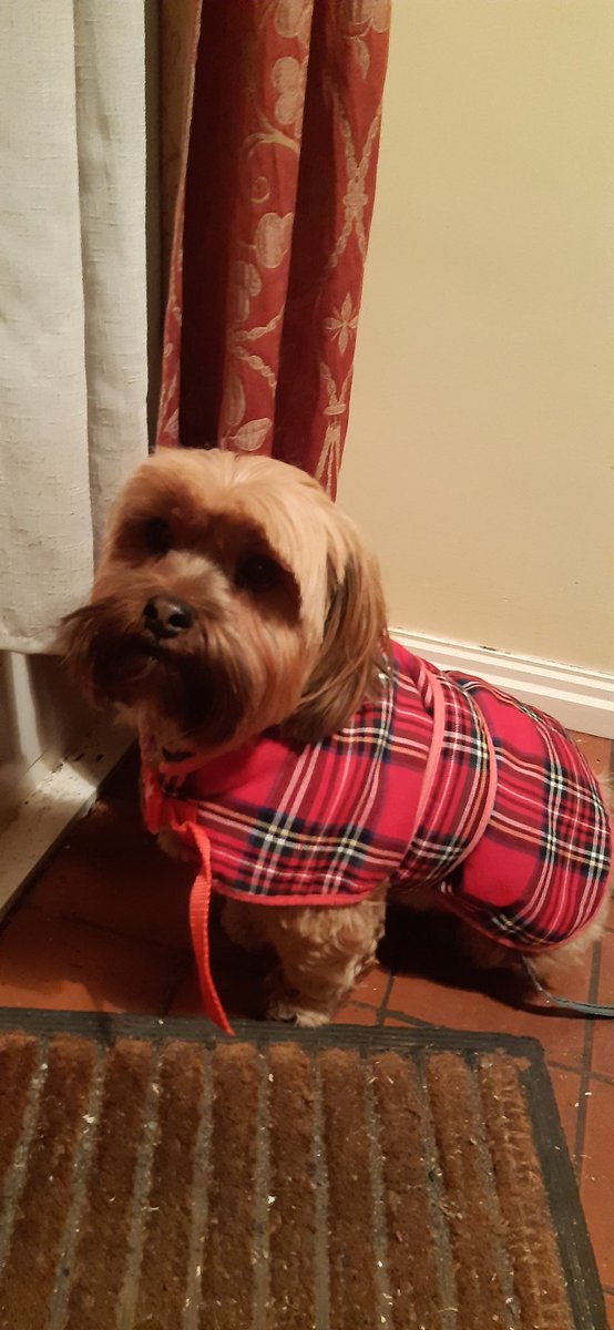 cyrilisinnocent's tweet photo. Tartan hound https://t.co/E7xZfebQvE