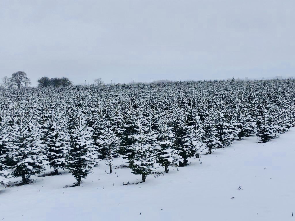 Checking in on the trees in the snow at the weekend. Hope you’ve all been having fun in the snow ⛄️🤍⛄️ Wed love to see you pics 👇