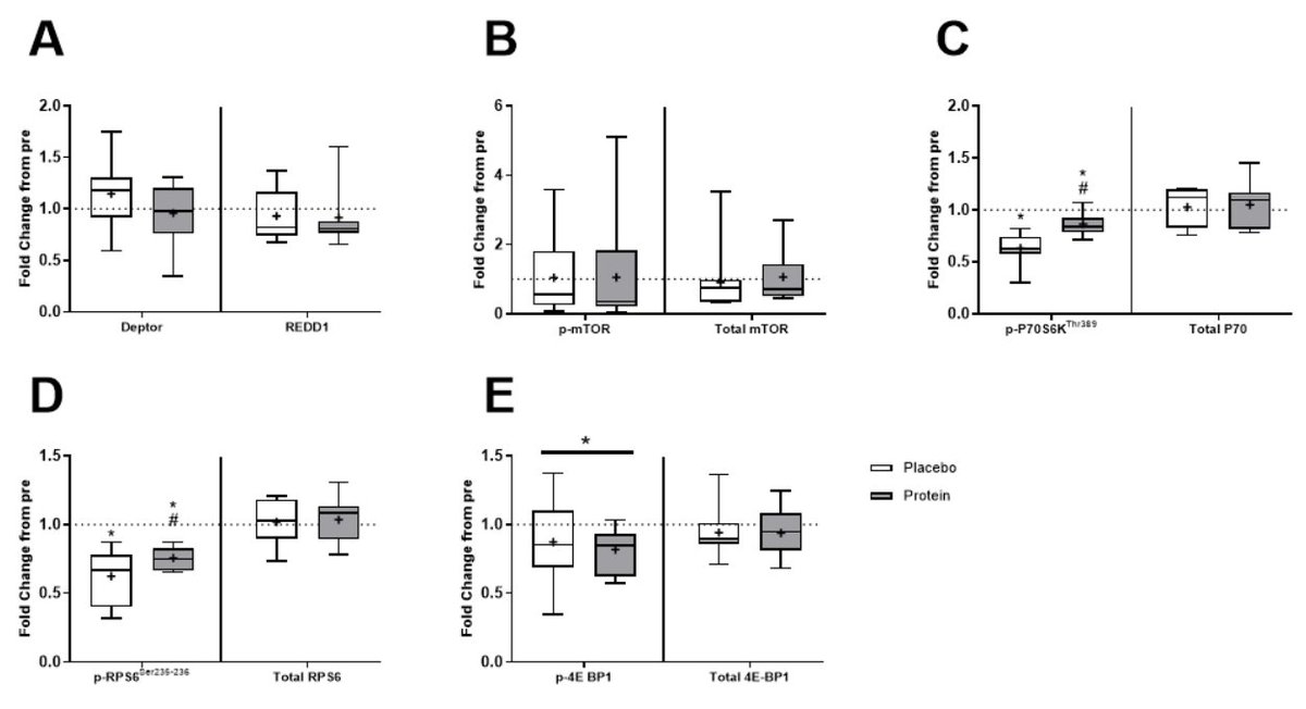 "Immobilization ⬇️ postabsorptive mTORC1 pathway activation &amp; 20g/day of PRO Supp attenuated the ⬇️ in phosphorylation of targets regulating MPS."

<a href="/VandreCF/">Vandré C. Figueiredo</a> 

doi.org/10.1152/ajpcel…