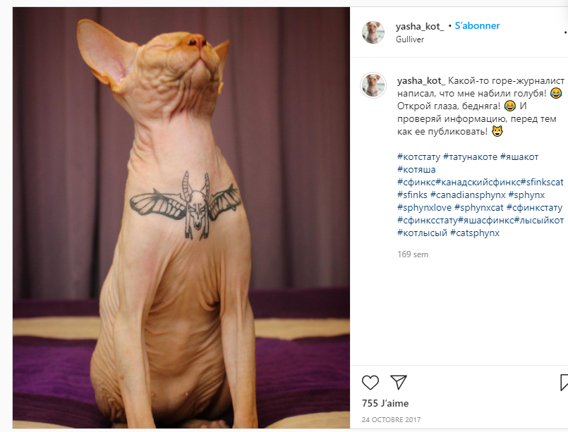 leroidesrats's tweet photo. Une "influenceuse" russe à fait tatouer son chat sphinx en 2018 et l'affiche fièrement sur instagram. Je ne comprend pas comment c'est possible de faire subir ça à son animal de compagnie. N'hésitez pas à signaler les comptes sur Instagram : 
@ yasha_kot_ &amp; @ elenaiwt https://t.co/ifIy1iIITR