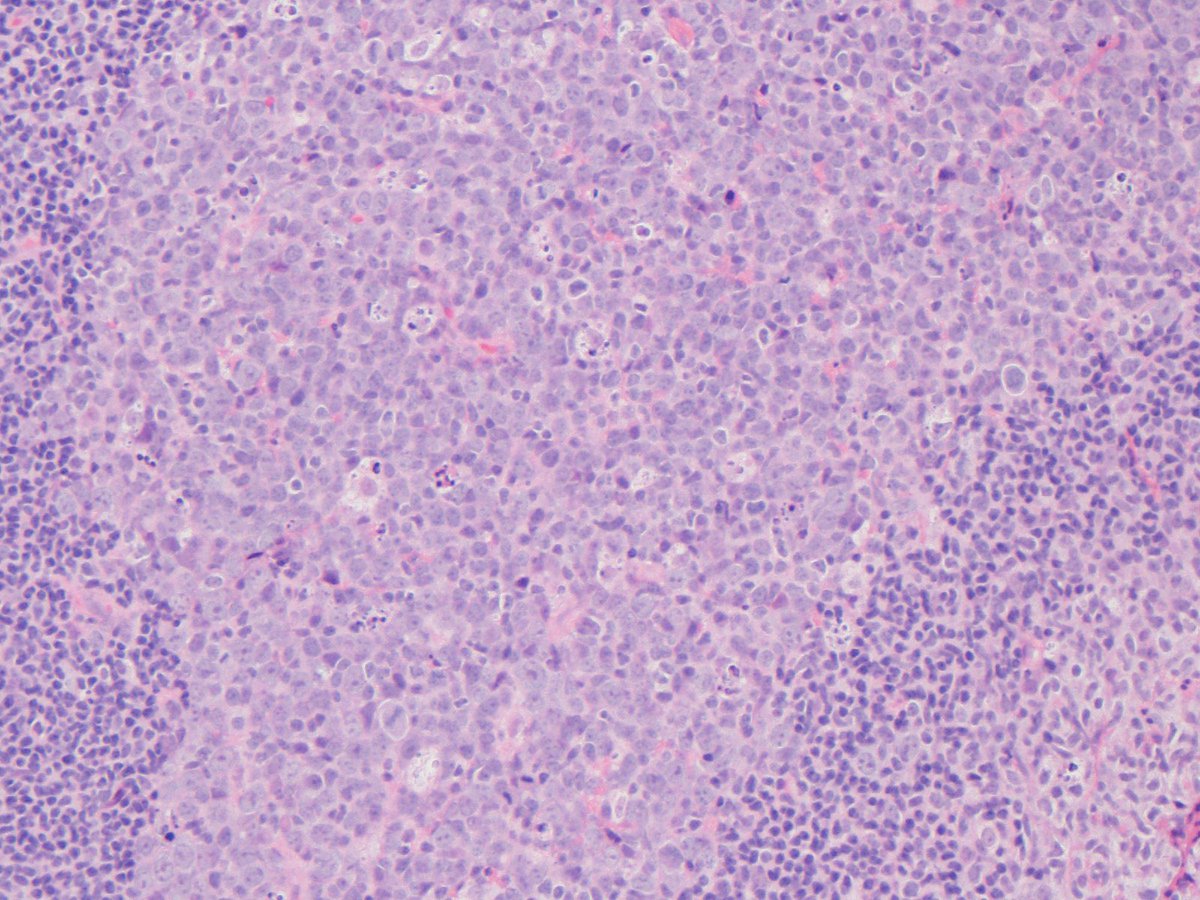 Lauren Smith, MD, HEC-C tweet media