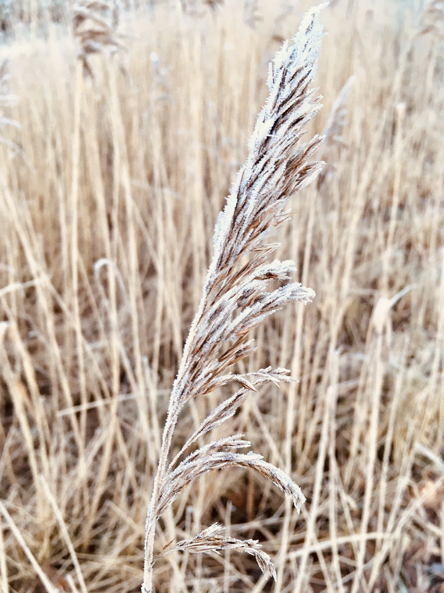 Irma Haan (@irmadhaan) on Twitter photo 