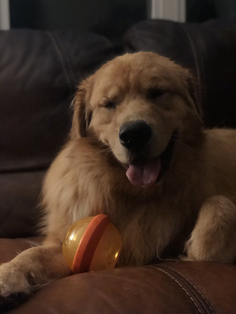Thank you for electing me as Chairman! As promised, here's a picture of my golden retriever.